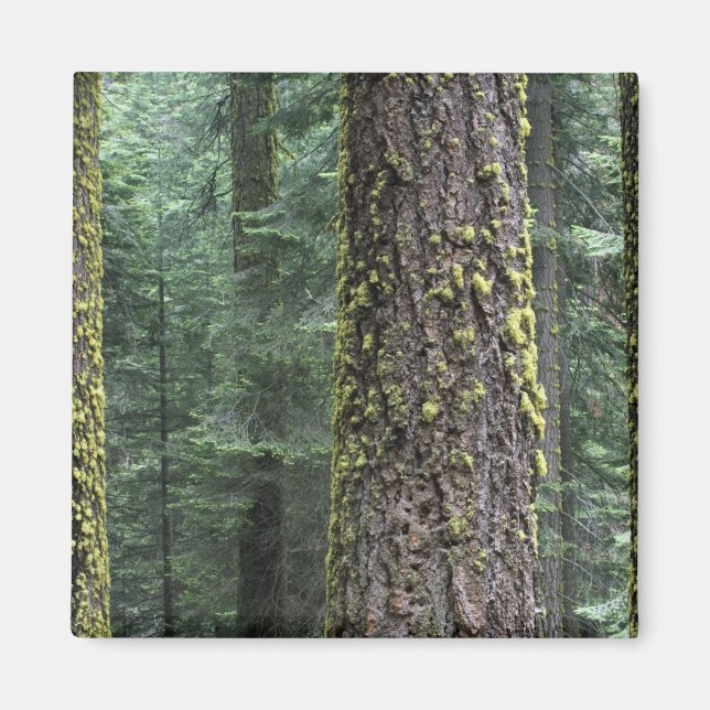 Giant Sequoia trees in the forest, Sequoia and Magnet (Front)