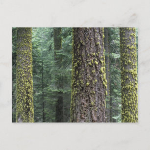 Giant Sequoia trees in the forest, Sequoia and Postcard