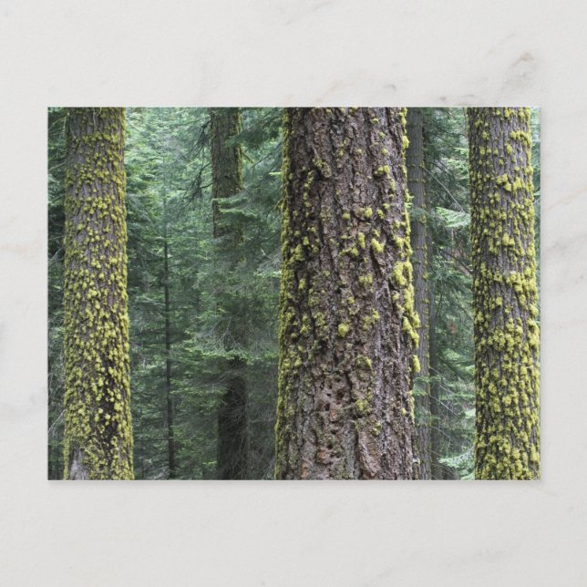 Giant Sequoia trees in the forest, Sequoia and Postcard (Front)
