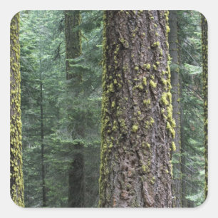 Giant Sequoia trees in the forest, Sequoia and Square Sticker