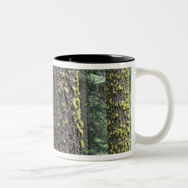 Giant Sequoia trees in the forest, Sequoia and Two-Tone Coffee Mug (Right)