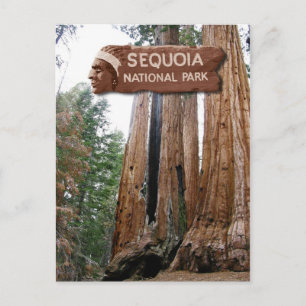 Giant Sequoia trees, Sequoia National Park, CA Postcard