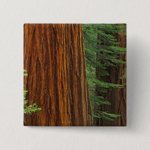 Giant Sequoia trunks in forest, Yosemite 15 Cm Square Badge