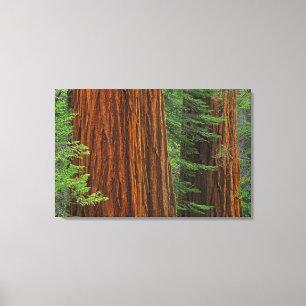 Giant Sequoia trunks in forest, Yosemite Canvas Print