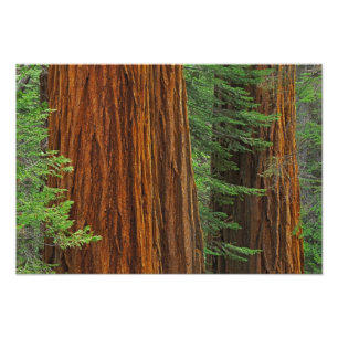 Giant Sequoia trunks in forest, Yosemite Photo Print