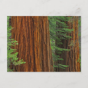 Giant Sequoia trunks in forest, Yosemite Postcard