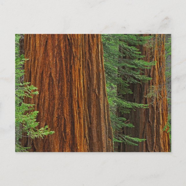 Giant Sequoia trunks in forest, Yosemite Postcard (Front)