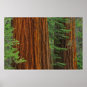 Giant Sequoia trunks in forest, Yosemite Poster