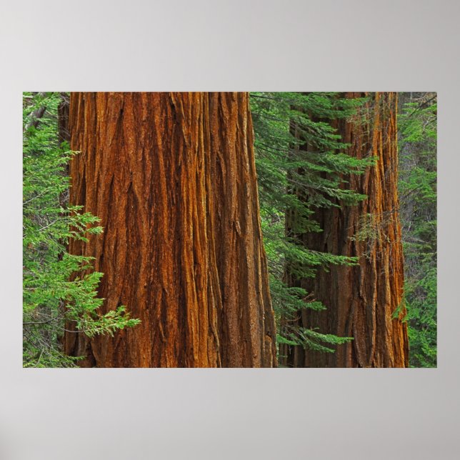 Giant Sequoia trunks in forest, Yosemite Poster (Front)