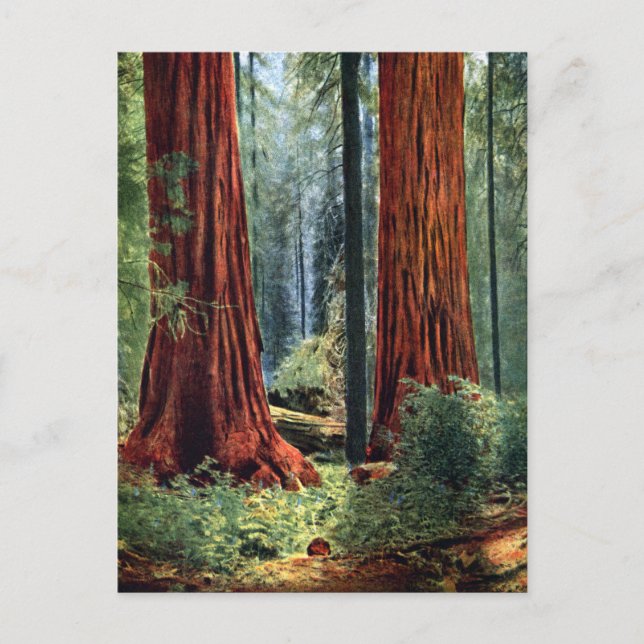 Giant Sequoia Trunks Postcard (Front)