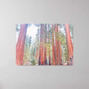 Giant Sequoias Canvas Print