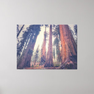 Giant Sequoias Canvas Print