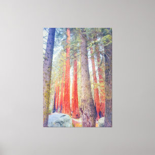 Giant Sequoias Canvas Print