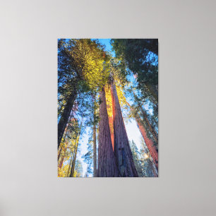 Giant Sequoias Canvas Print