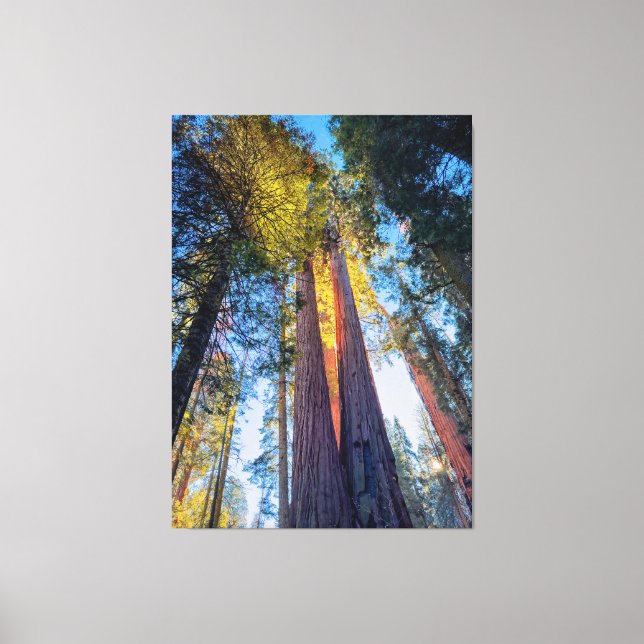Giant Sequoias Canvas Print (Front)