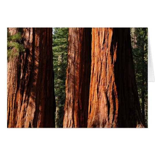 Giant Sequoias Card