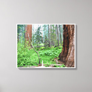 Giant Sequoias in Grant Grove, CA Canvas Print