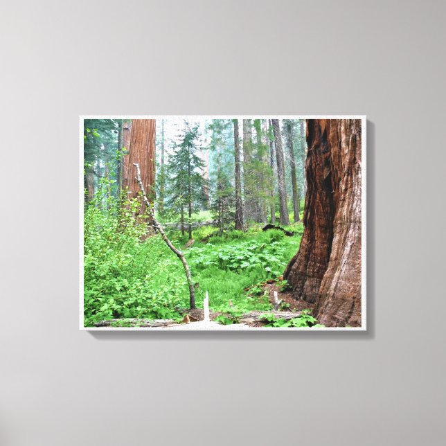 Giant Sequoias in Grant Grove, CA Canvas Print (Front)