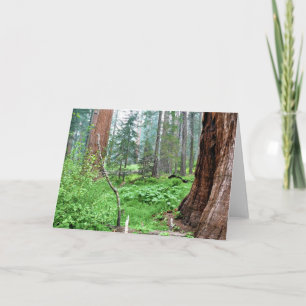 Giant Sequoias in Grant Grove, CA Card
