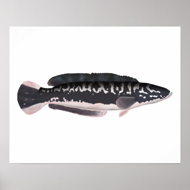 Giant Snakehead Poster (Front)