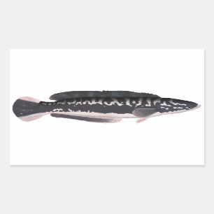 Giant Snakehead Rectangular Sticker