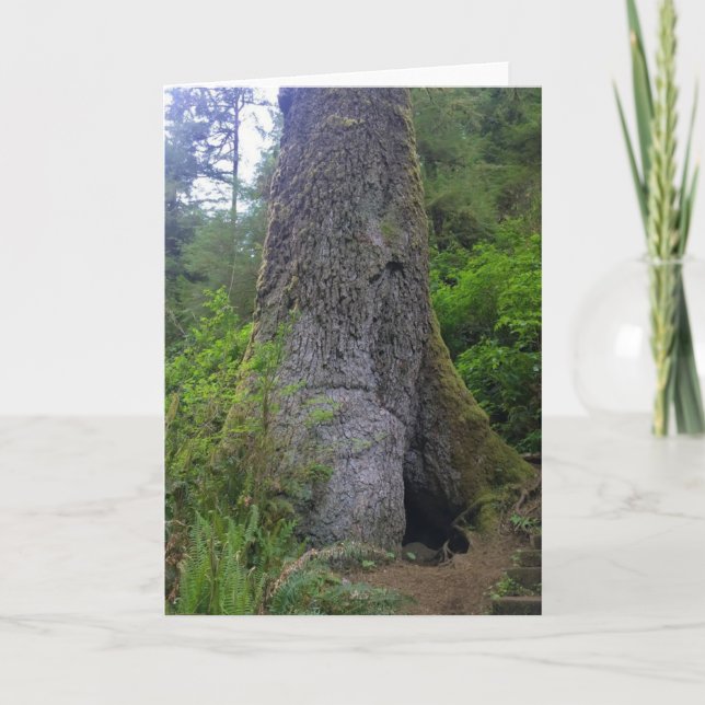 Giant Spruce Tree, Cape Perpetua, OR Card (Front)