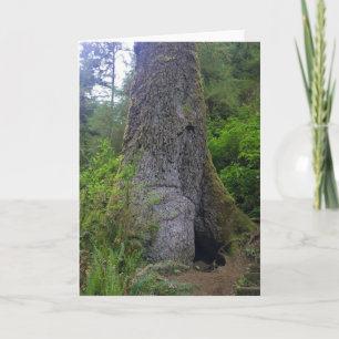 Giant Spruce Tree, Cape Perpetua, OR Card