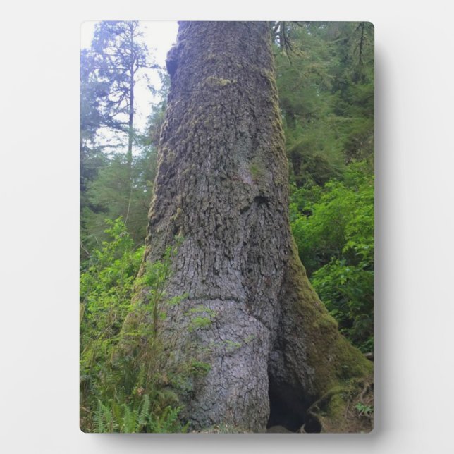 Giant Spruce Tree, Cape Perpetua, OR Plaque (Front)