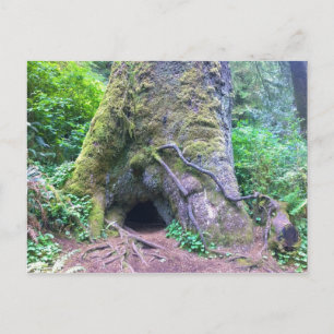 Giant Spruce Tree, Cape Perpetua, OR Postcard