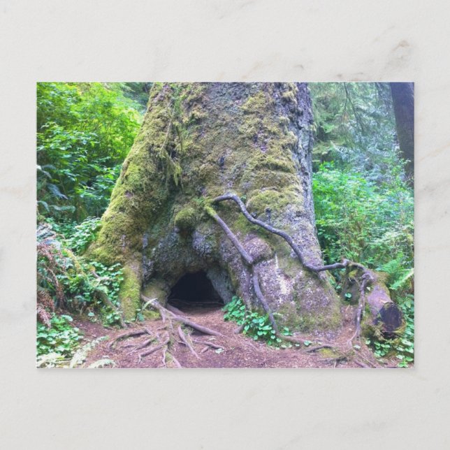 Giant Spruce Tree, Cape Perpetua, OR Postcard (Front)