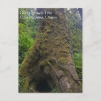 Giant Spruce Tree, Cape Perpetua, OR