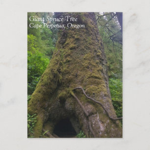 Giant Spruce Tree, Cape Perpetua, OR Postcard