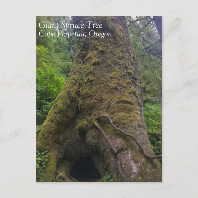Giant Spruce Tree, Cape Perpetua, OR Postcard (Front)