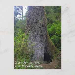 Giant Spruce Tree, Cape Perpetua, OR Postcard