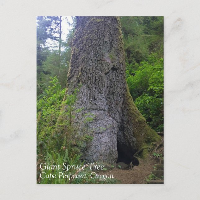 Giant Spruce Tree, Cape Perpetua, OR Postcard (Front)