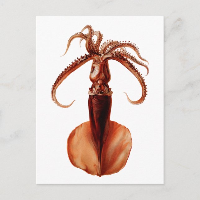Giant Squid Postcard (Front)