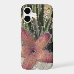Giant Starfish Cactus