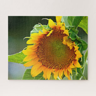Giant Sunflower Jigsaw Puzzle