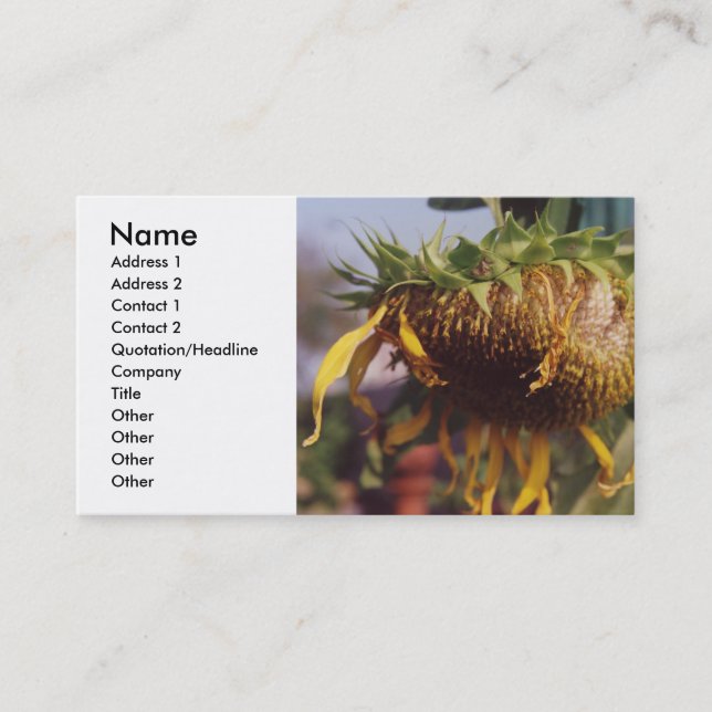 Giant Sunflower Seeding, Dying, Autumn, Seeds Business Card (Front)