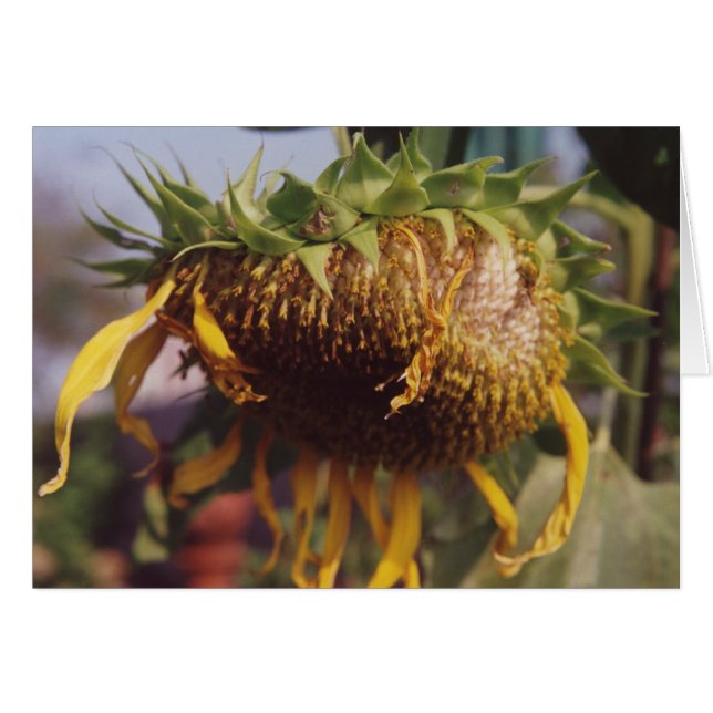 Giant Sunflower Seeding Dying Fall Greeting Card (Front Horizontal)