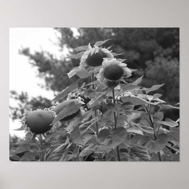 Giant Sunflowers Floral Black And White  Poster (Front)