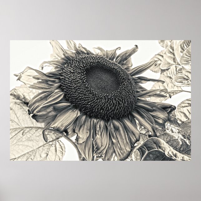 Giant Sunflowers Sepia Vintage Summer Floral Poster (Front)