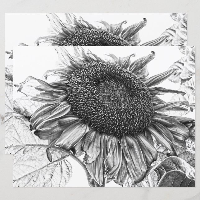 Giant Sunflowers Vintage Black And White Art (Front/Back)