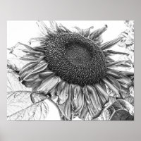 Giant Sunflowers Vintage Black And White Art
