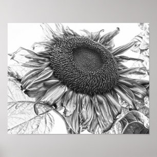 Giant Sunflowers Vintage Black And White Art Poster