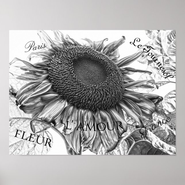 Giant Sunflowers Vintage Black And White Script Poster (Front)