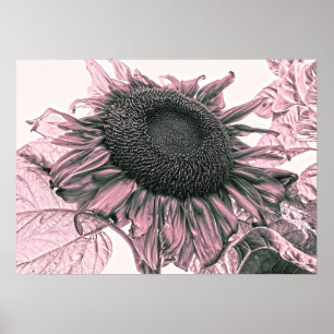 Giant Sunflowers Vintage Blush Pink Art Poster