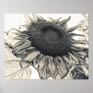 Giant Sunflowers Vintage Sepia Botanical Art Poster