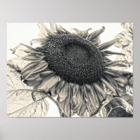 Giant Sunflowers Vintage Sepia Botanical Art