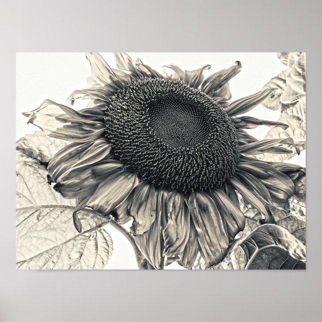 Giant Sunflowers Vintage Sepia Botanical Art Poster (Front)